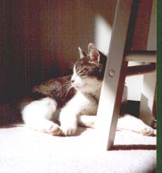 Chessie in sunbeam, 2002