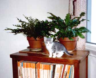 Chessie kitten, 1990