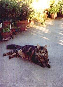 Dash in the back yard, 2007