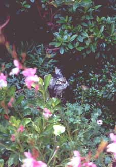 Emma hiding in the plants, 2002