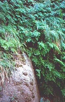 maidenhair ferns