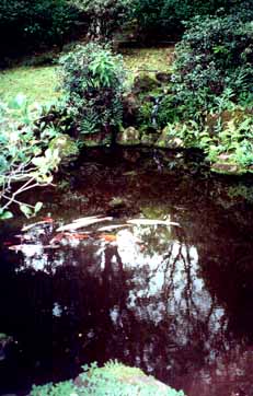 the temple koi pond
